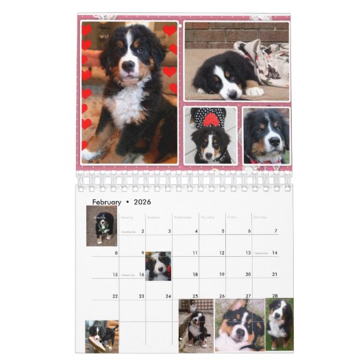 Small Berner Nation Babes 2017 Calender Kalender (Feb 2026)