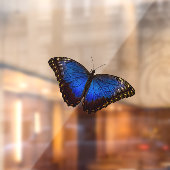 Small Blue Morpho Butterfly Window Cling Raamsticker (Vel 2)