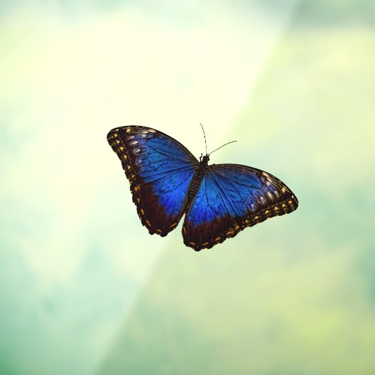 Small Blue Morpho Butterfly Window Cling Raamsticker (Vel 3)