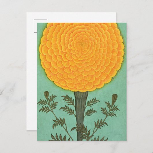 Small Clive Album | A Marigold Briefkaart (Voorkant / Achterkant)