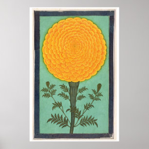 Small Clive Album   A Marigold Poster