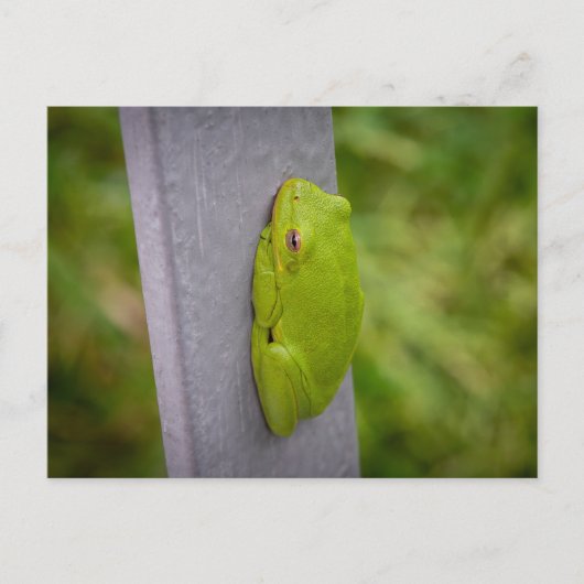 Small green tree frog clings to a metal rail. briefkaart (Voorkant)