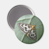 Small Magpie Moth Magnet (Voorkant / Achterkant)