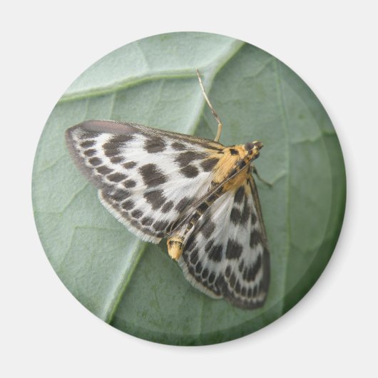 Small Magpie Moth Magnet (Voorkant)