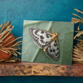 Small Magpie Moth Plaque Fotoplaat (Zijkant)