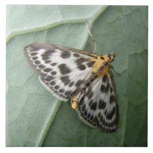 Small Magpie Moth Tile Tegeltje