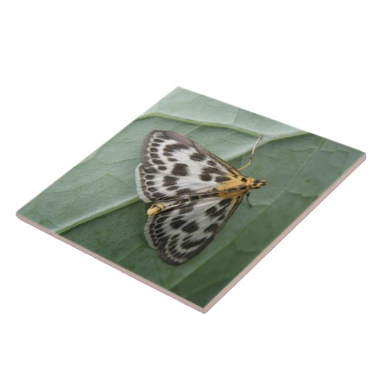 Small Magpie Moth Tile Tegeltje (Zijkant)