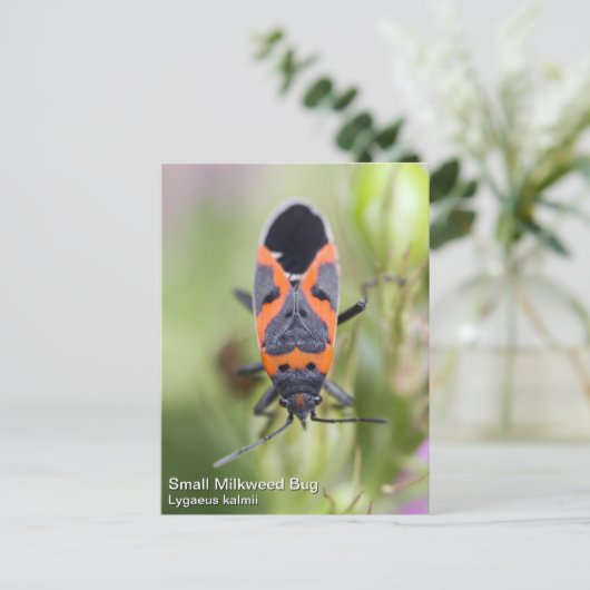 Small Milkweed Bug Briefkaart (Staand voorkant)