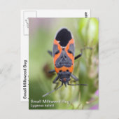 Small Milkweed Bug Briefkaart (Voorkant / Achterkant)