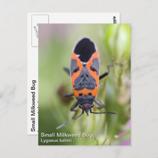 Small Milkweed Bug Briefkaart (Voorkant / Achterkant)