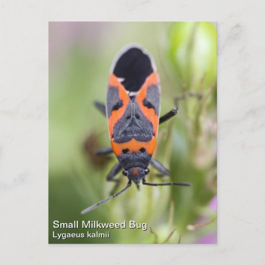 Small Milkweed Bug Briefkaart (Voorkant)
