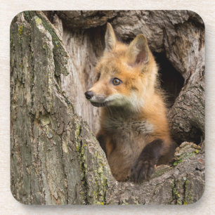 Small Red Fox in a Tree Hollow Bier Onderzetter
