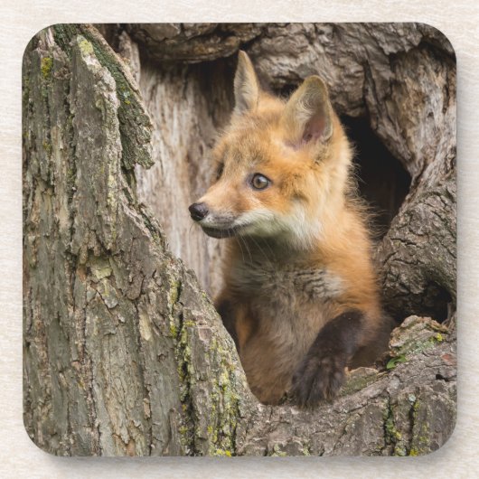Small Red Fox in a Tree Hollow Bier Onderzetter (Voorkant)