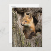 Small Red Fox in a Tree Hollow Briefkaart (Voorkant / Achterkant)
