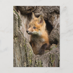 Small Red Fox in a Tree Hollow Briefkaart