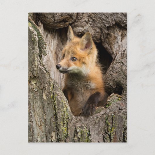 Small Red Fox in a Tree Hollow Briefkaart (Voorkant)