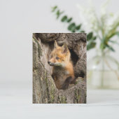 Small Red Fox in a Tree Hollow Briefkaart (Staand voorkant)
