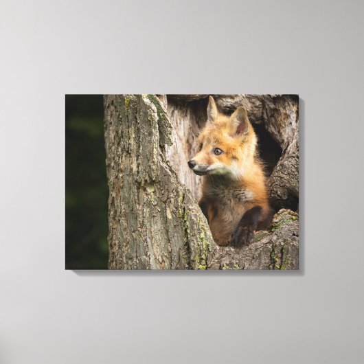 Small Red Fox in a Tree Hollow Canvas Afdruk (Voorkant)