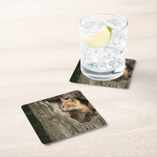 Small Red Fox in a Tree Hollow Kartonnen Onderzetters (Insitu)