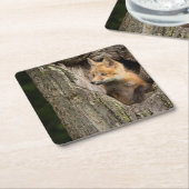 Small Red Fox in a Tree Hollow Kartonnen Onderzetters (Schuin)
