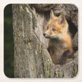 Small Red Fox in a Tree Hollow Kartonnen Onderzetters (Voorkant)