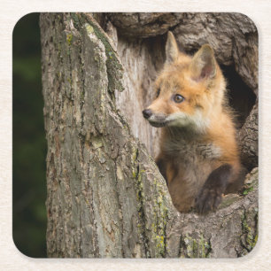 Small Red Fox in a Tree Hollow Kartonnen Onderzetters