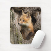 Small Red Fox in a Tree Hollow Muismat (Met muis)