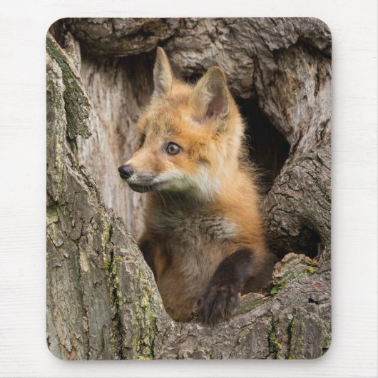 Small Red Fox in a Tree Hollow Muismat (Voorkant)
