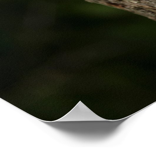 Small Red Fox in a Tree Hollow Poster (Hoek)