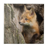 Small Red Fox in a Tree Hollow Tegeltje (Voorkant)