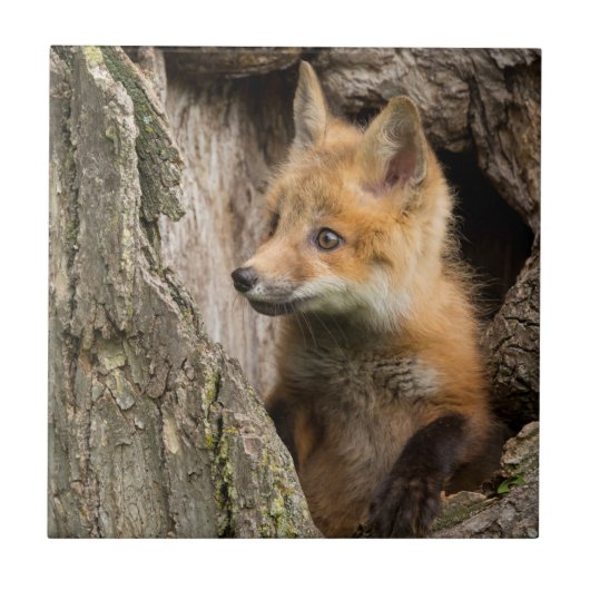 Small Red Fox in a Tree Hollow Tegeltje (Voorkant)