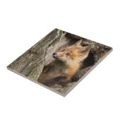 Small Red Fox in a Tree Hollow Tegeltje (Zijkant)
