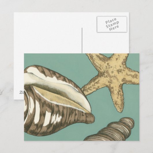 Small Shell Trio op Blauwgroen Briefkaart (Voorkant / Achterkant)