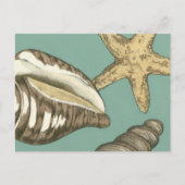 Small Shell Trio op Blauwgroen Briefkaart (Voorkant)