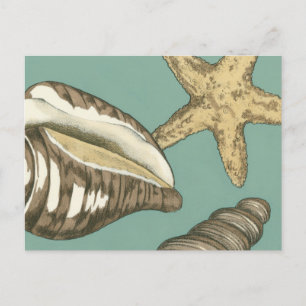 Small Shell Trio op Blauwgroen Briefkaart
