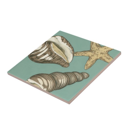 Small Shell Trio op Blauwgroen Tegeltje (Zijkant)