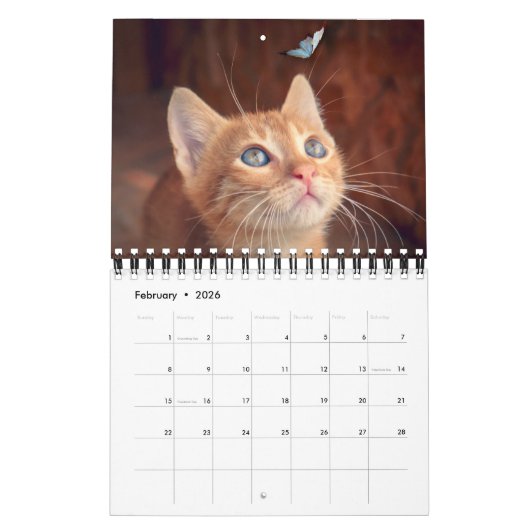 Small Size Cat Lovers Calendar Kalender (Feb 2026)
