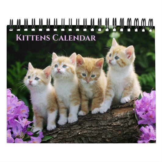 Small Size Kittens Calendar Kalender (Hoes)