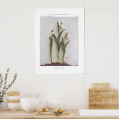 Small White Lady's-Slipper - Cypripedium candidum Poster (Keuken)