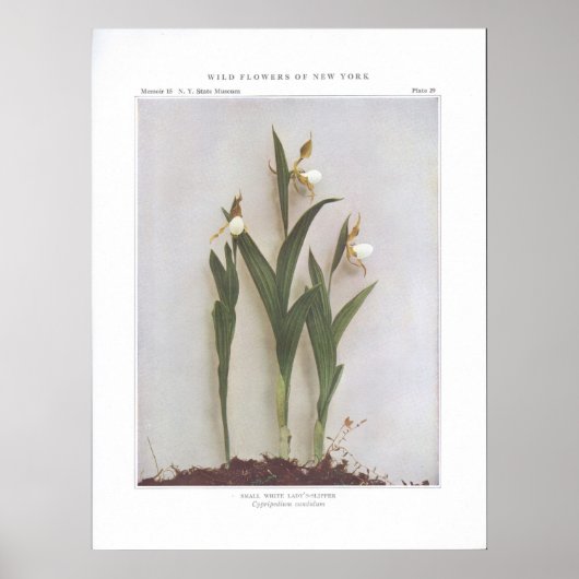 Small White Lady's-Slipper - Cypripedium candidum Poster (Voorkant)