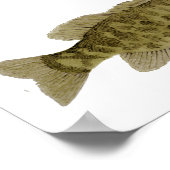 Smallmouth Bass Art Poster (Hoek)