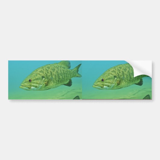 Smallmouth Bass Bumpersticker (Voorkant)