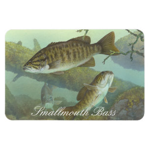 Smallmouth Bass Painting Magnet Magneet