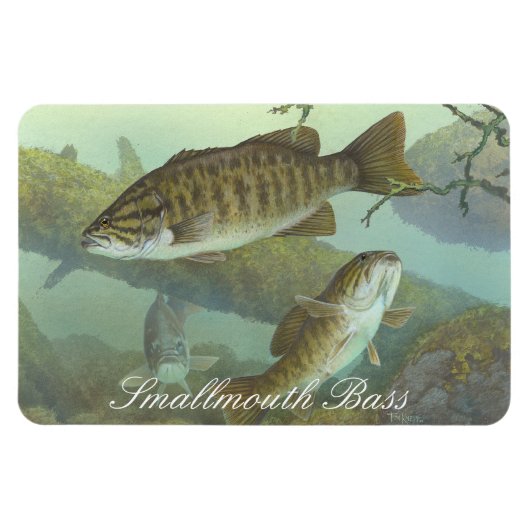 Smallmouth Bass Painting Magnet Magneet (Horizontaal)