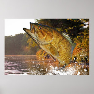 Smallmouth Bass Poster