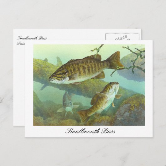 Smallmouth Bass schilderij Briefkaart (Voorkant / Achterkant)
