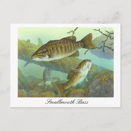 Smallmouth Bass schilderij Briefkaart (Voorkant)
