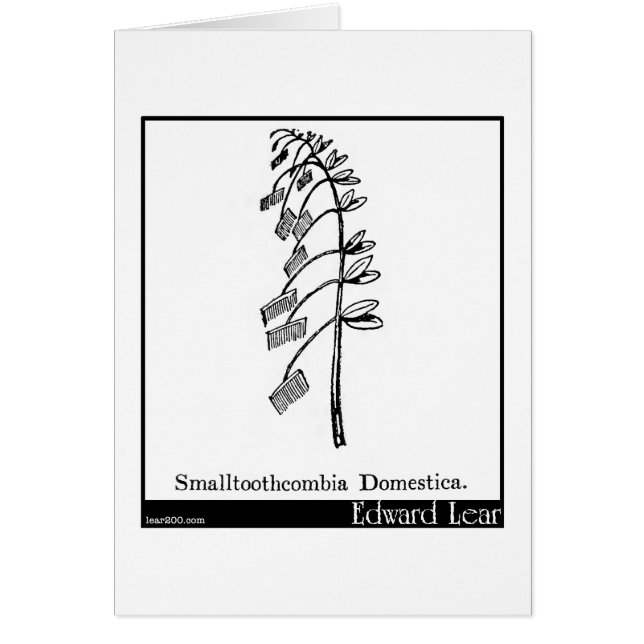 Smalltoothcombia Domestica. (Voorkant)