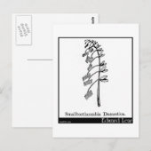 Smalltoothcombia Domestica. Briefkaart (Voorkant / Achterkant)