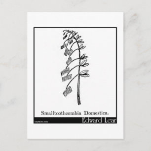 Smalltoothcombia Domestica. Briefkaart